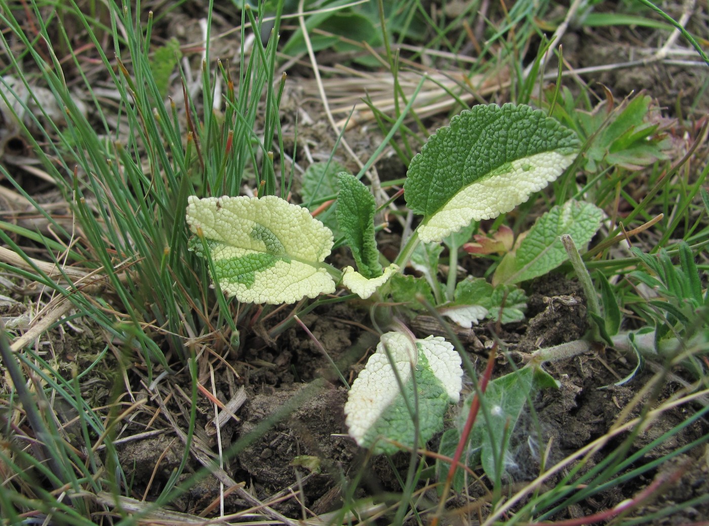 Image of Salvia tesquicola specimen.