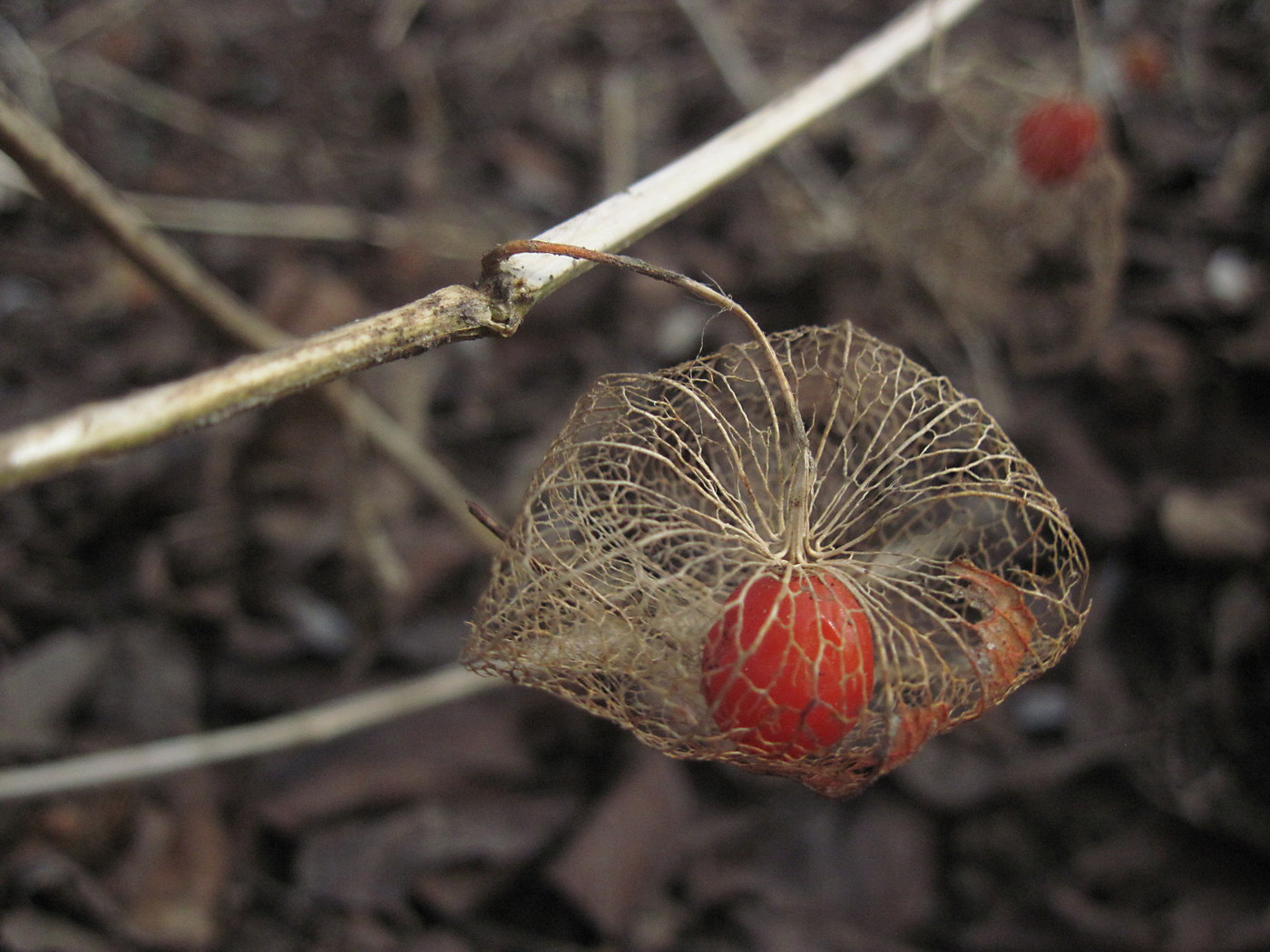 Image of Alkekengi officinarum specimen.