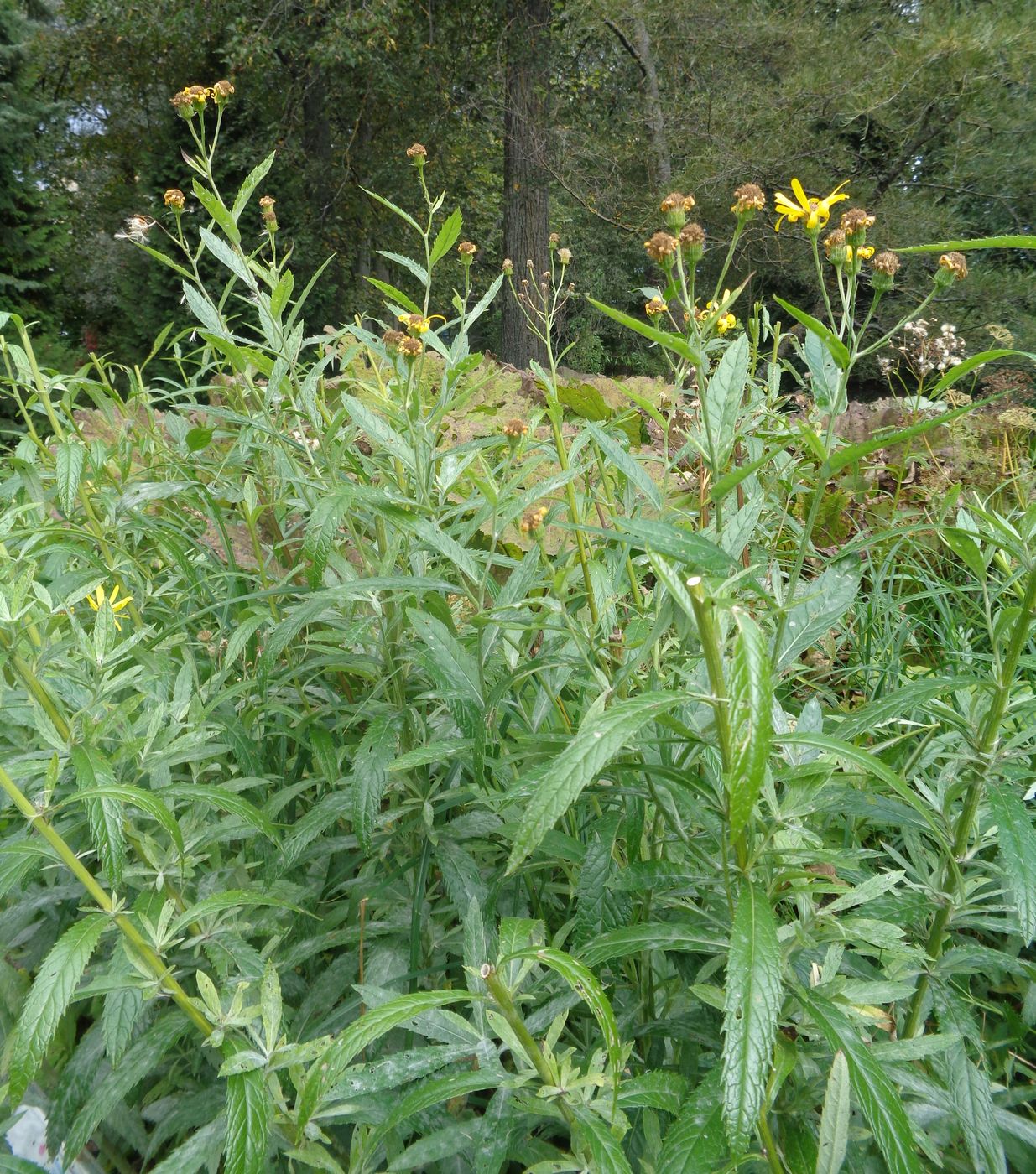 Изображение особи Senecio paludosus.