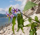 Solanum persicum. Верхушка цветущего растения. Краснодарский край, м/о г. Геленджик, окр. пос. Кабардинка, гора Дооб, приморский склон, прибрежная скала. 23.07.2014.