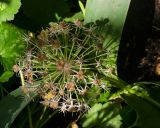 Allium karataviense