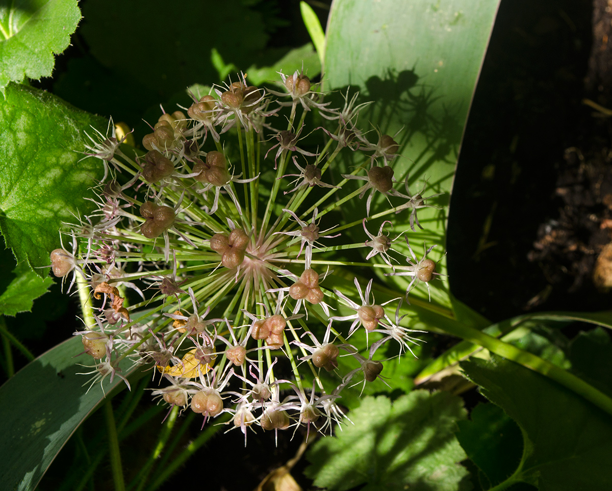 Image of Allium karataviense specimen.