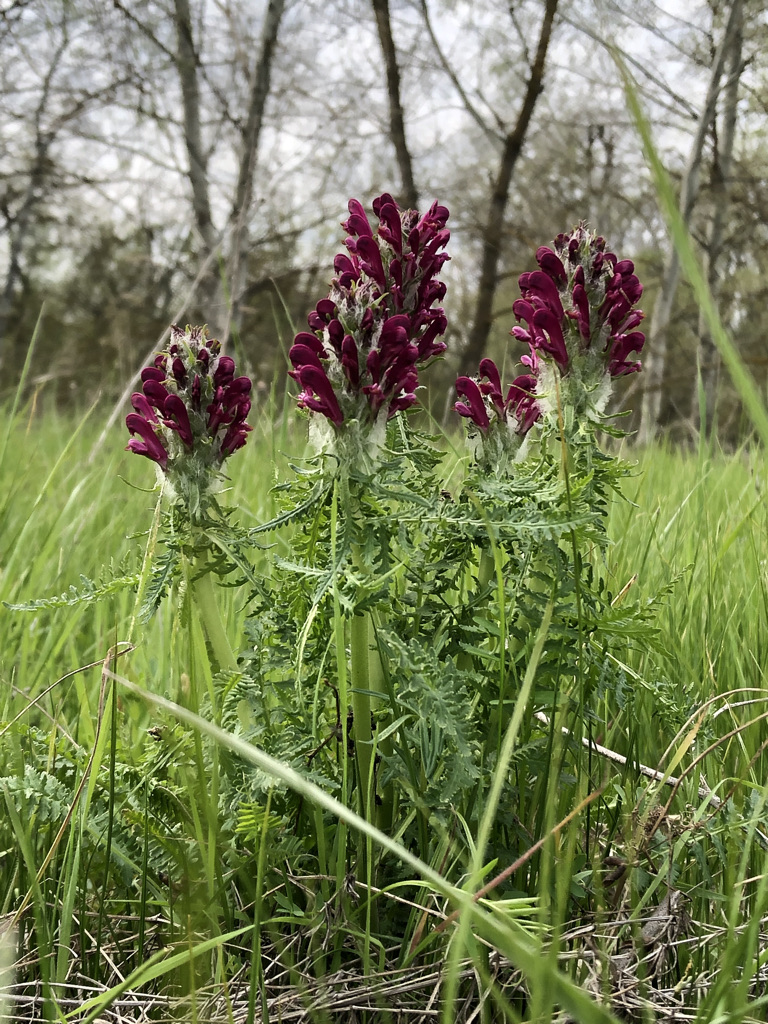 Image of Pedicularis dasystachys specimen.