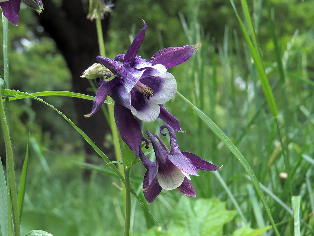Изображение особи Aquilegia vulgaris.