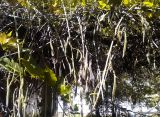 Wisteria floribunda