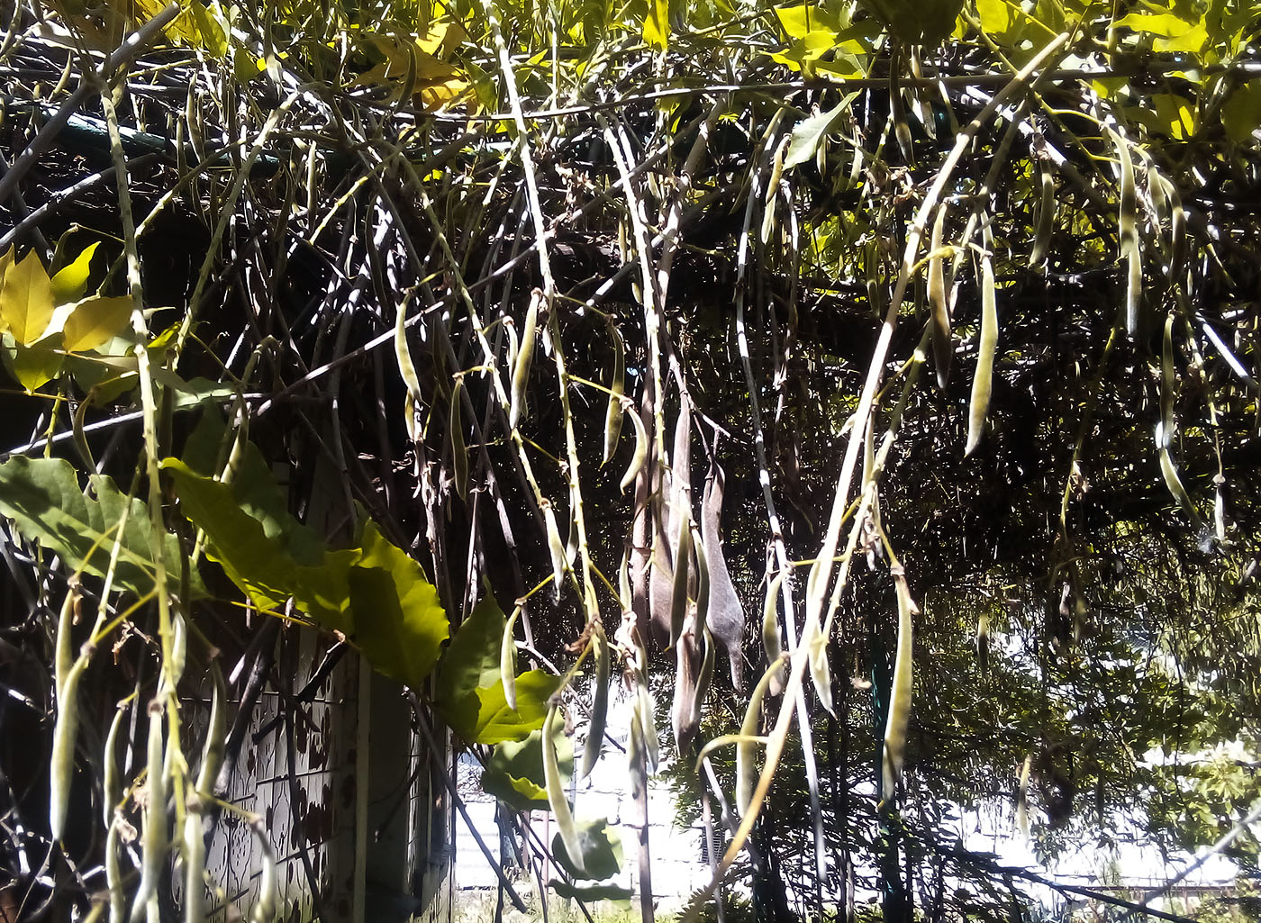 Image of Wisteria floribunda specimen.