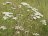 Agrostis gigantea