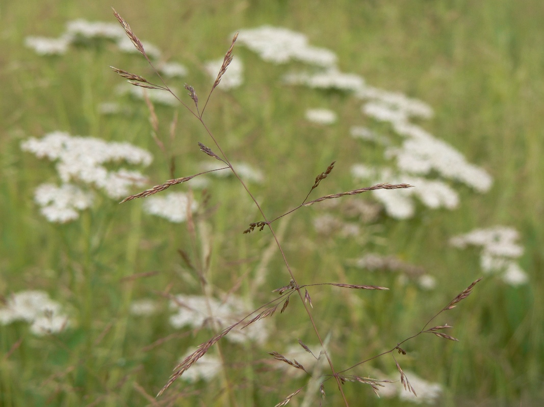 Image of Agrostis gigantea specimen.