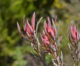 род Leucadendron