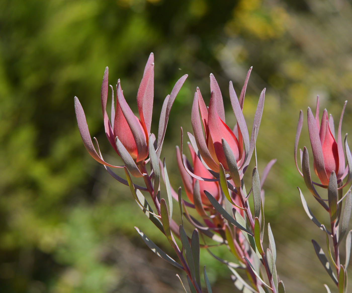 Изображение особи род Leucadendron.