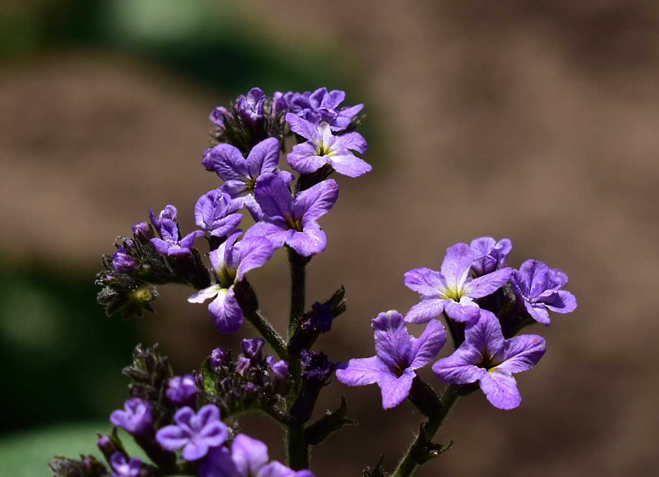 Изображение особи Heliotropium arborescens.