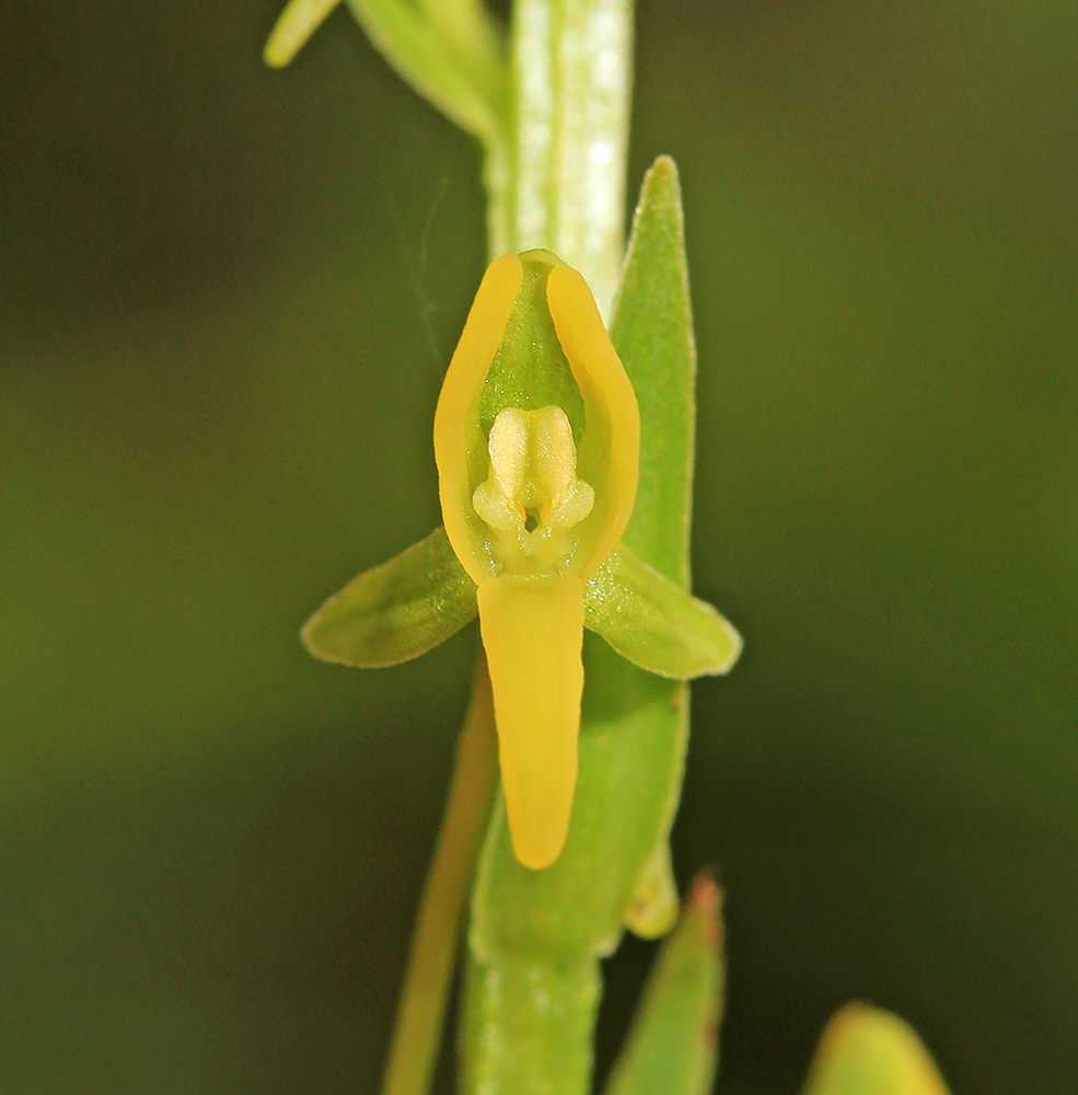 Изображение особи Platanthera tipuloides.