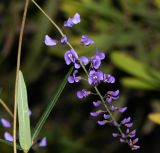 Hardenbergia comptoniana