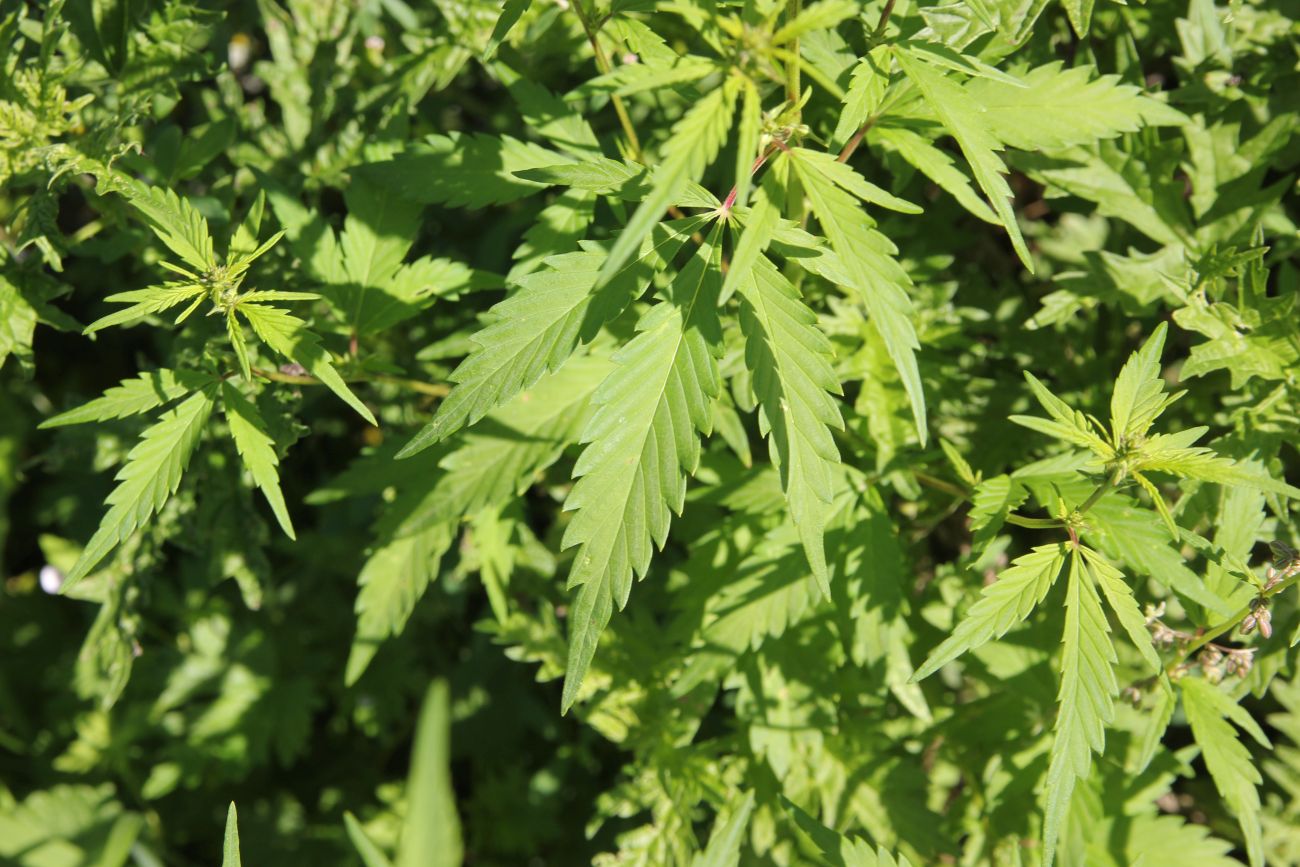 Image of Cannabis sativa var. spontanea specimen.