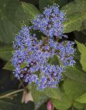 Hydrangea macrophylla