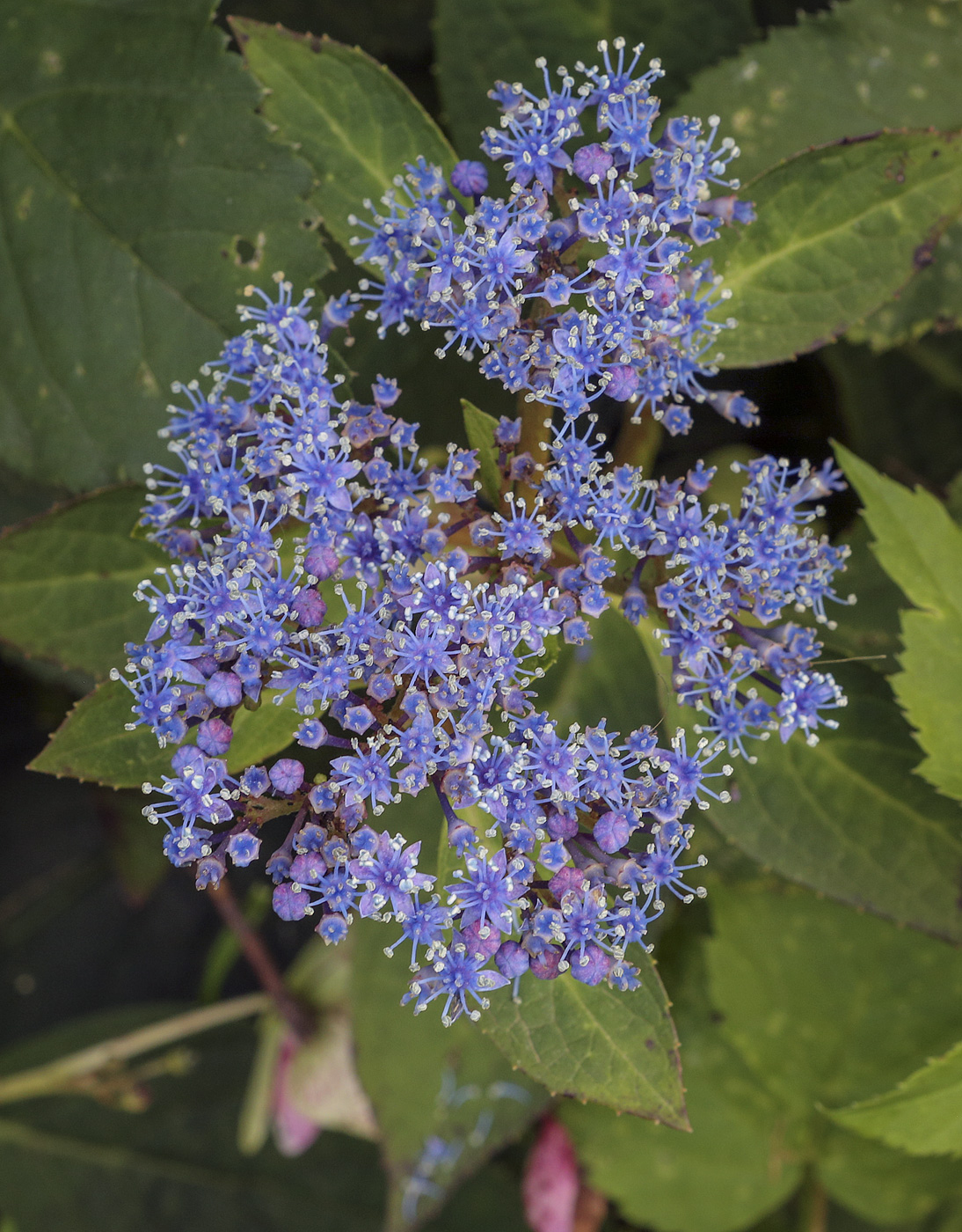 Image of Hydrangea macrophylla specimen.