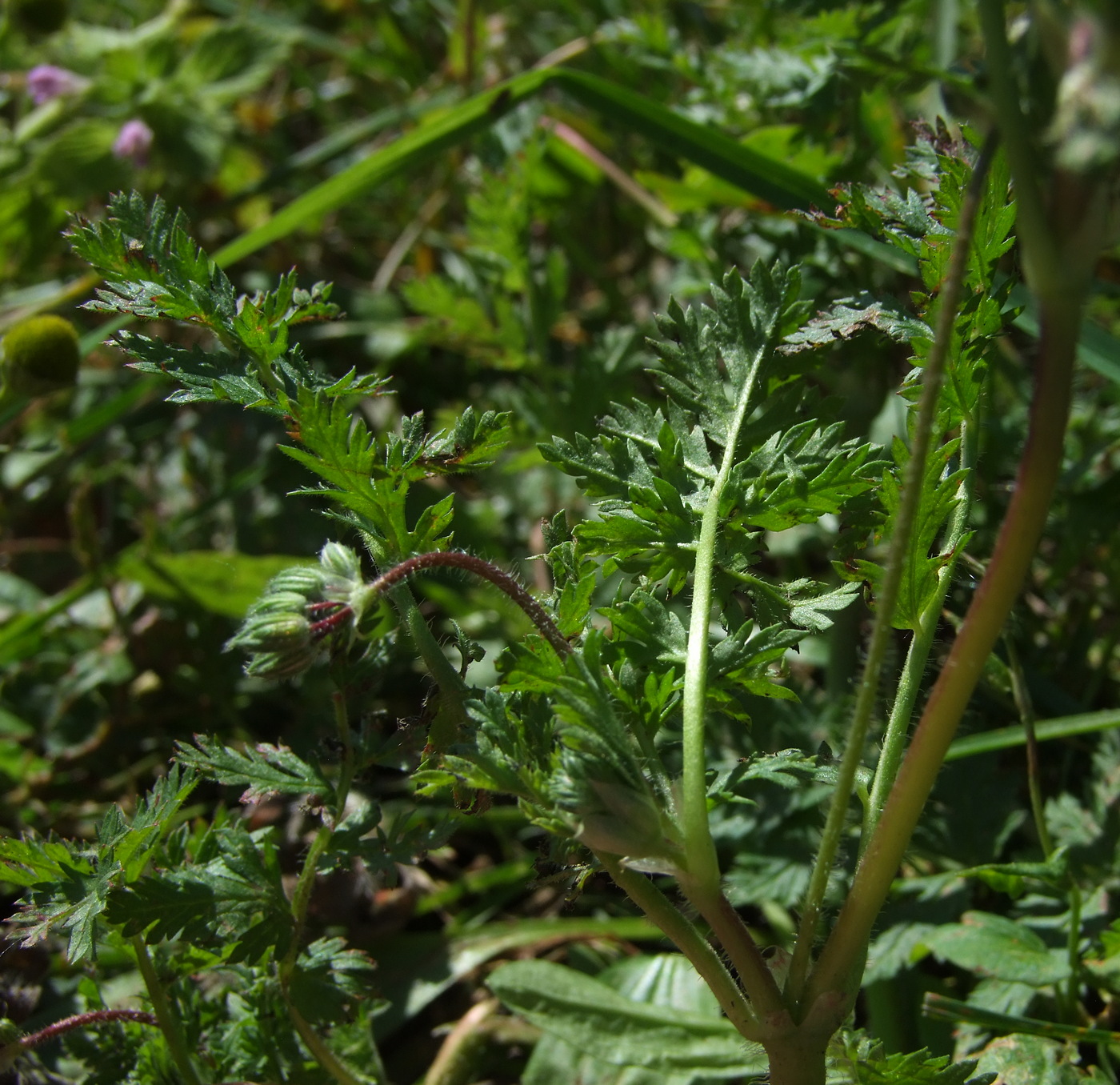 Image of Erodium cicutarium specimen.