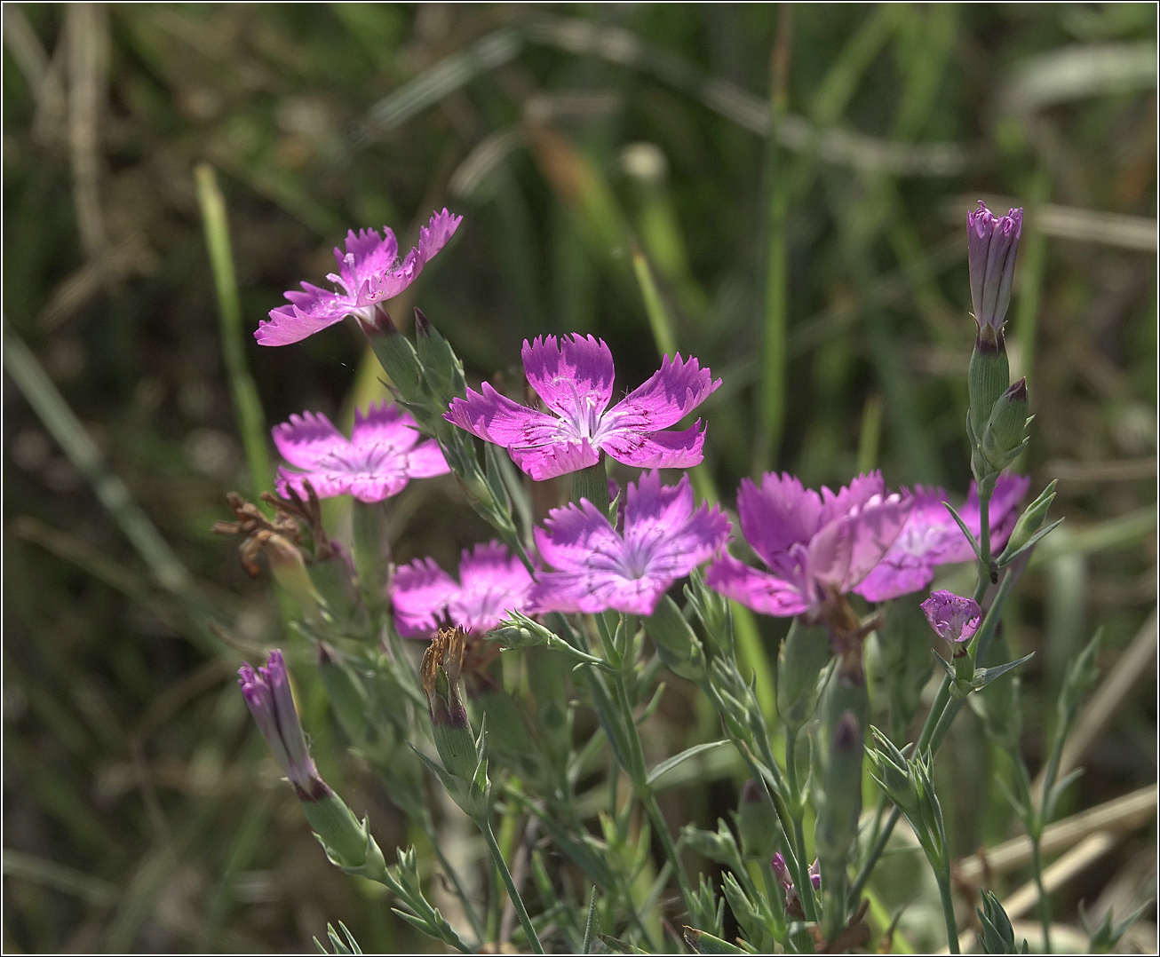 Image of Dianthus fischeri specimen.