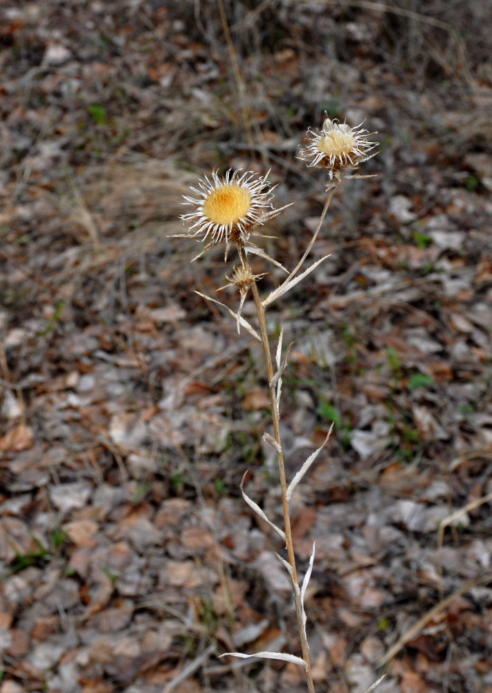 Image of Carlina biebersteinii specimen.