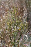 род Verbascum