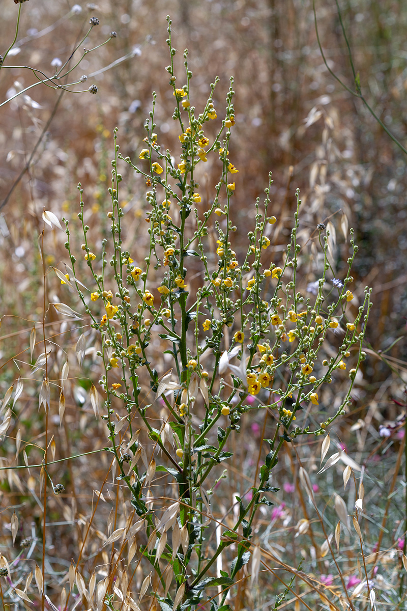 Image of genus Verbascum specimen.