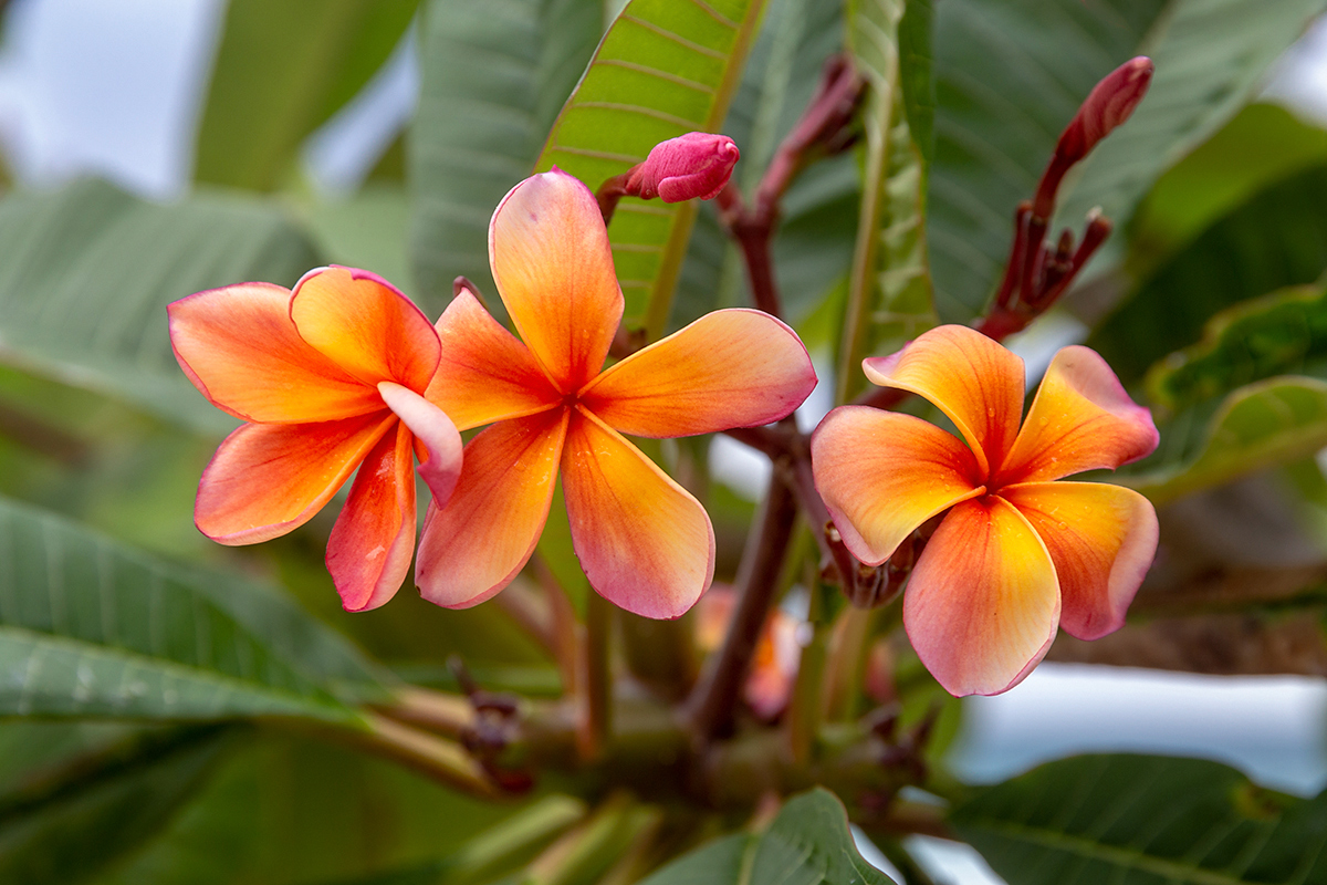 Изображение особи Plumeria rubra.