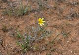 familia Asteraceae. Цветущее растение. Астраханская обл., Лиманский р-н, окр. пос. Басинск, песчаный склон. 23.04.2021.