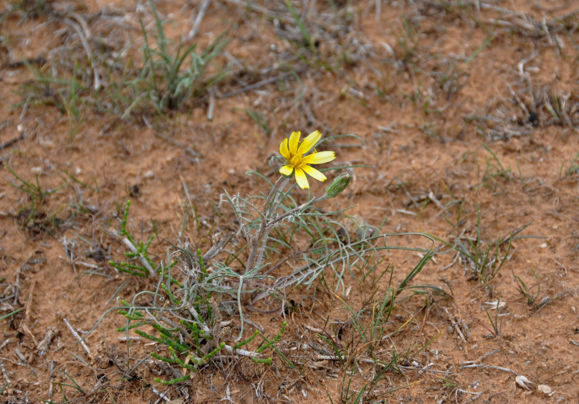 Изображение особи семейство Asteraceae.