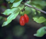 Cornus mas