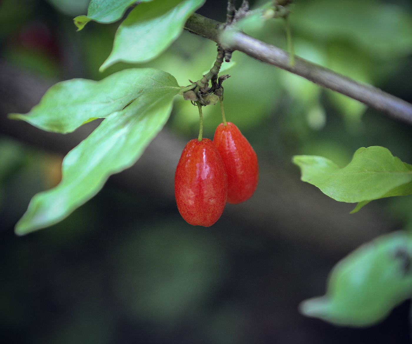 Image of Cornus mas specimen.