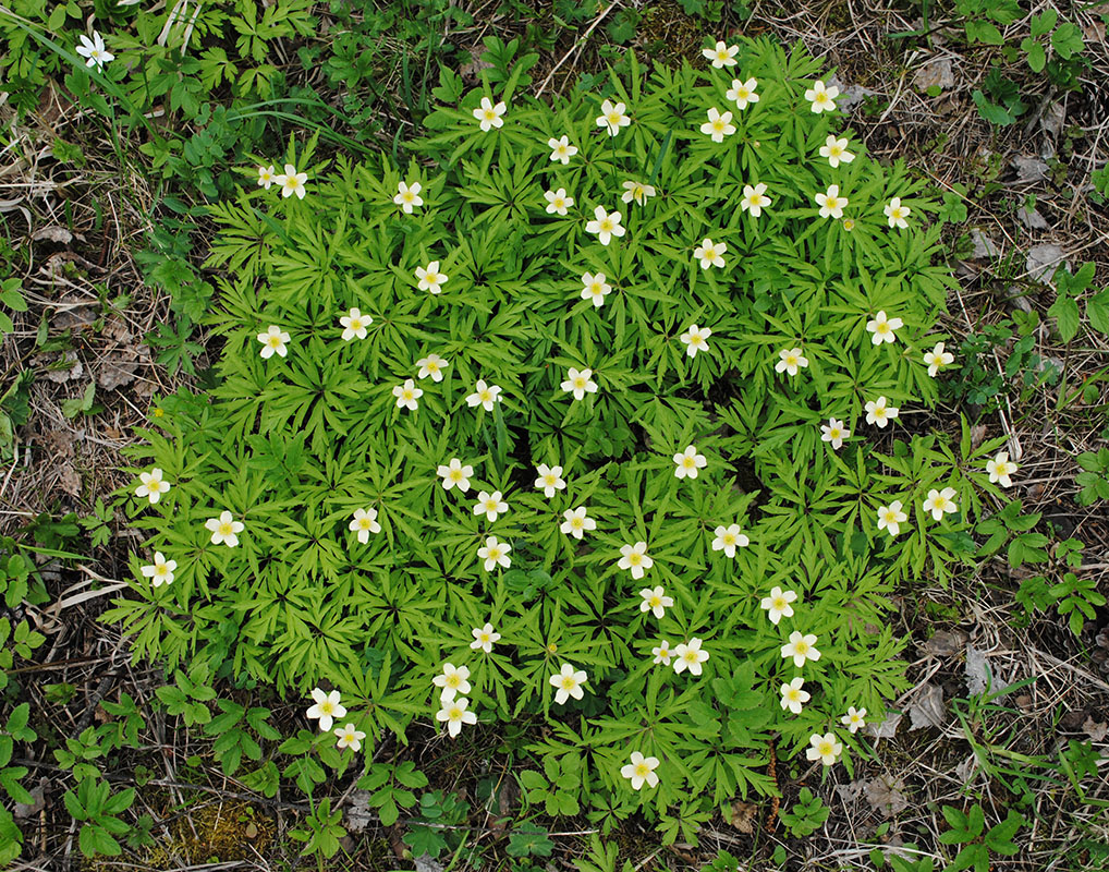 Изображение особи Anemone uralensis.