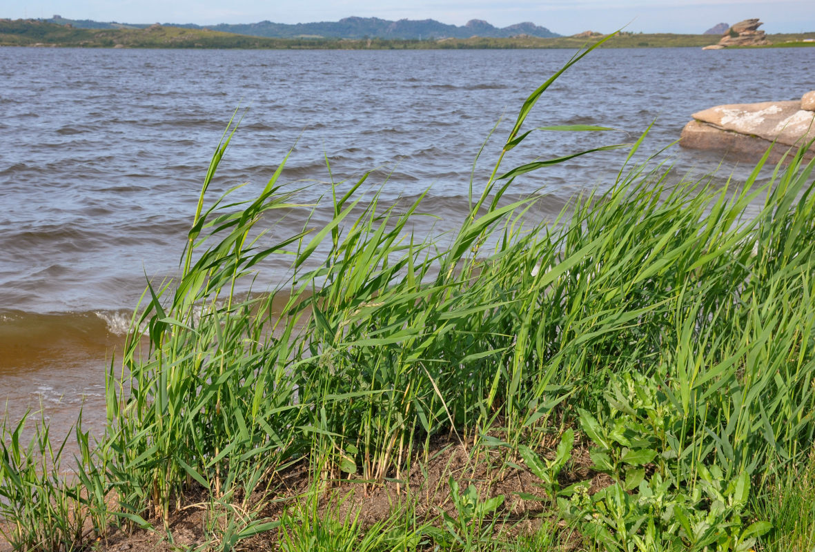 Изображение особи Phragmites australis.