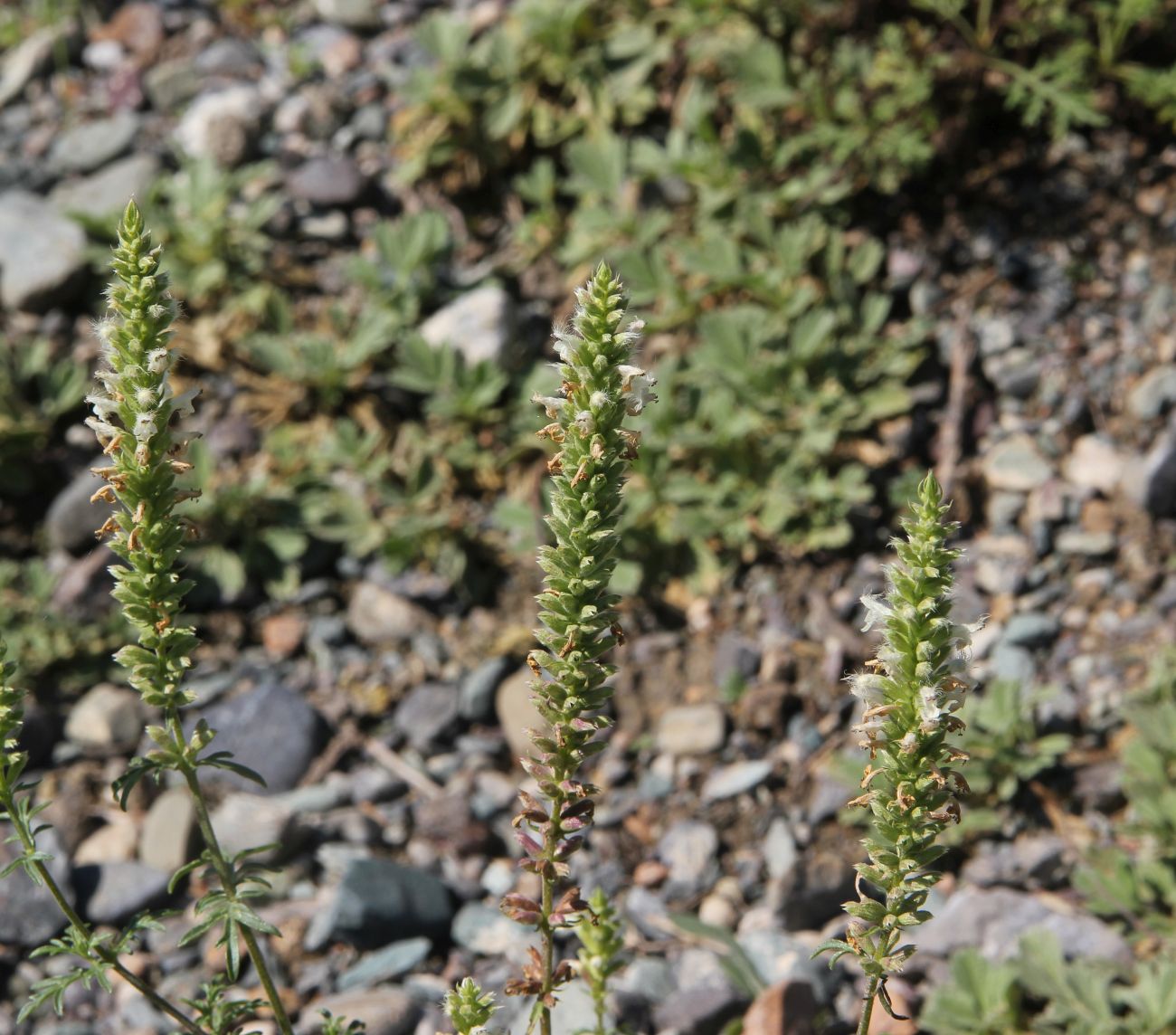 Image of Schizonepeta annua specimen.