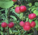 Malus × robusta. Ветви с плодами. Пермский край, Кунгурский р-н, окр. с. Филипповка, гора Ледяная, берёзовая роща. 12.09.2021.