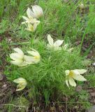 Pulsatilla angustifolia