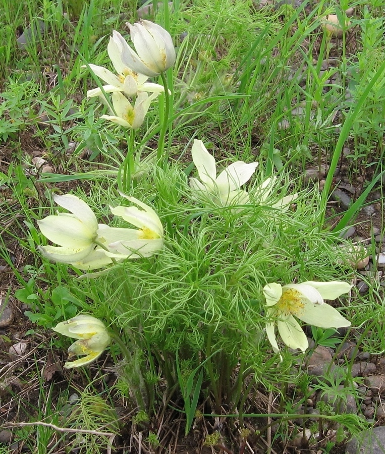 Image of Pulsatilla angustifolia specimen.