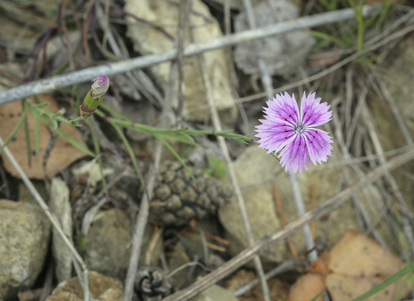 Image of Dianthus versicolor specimen.