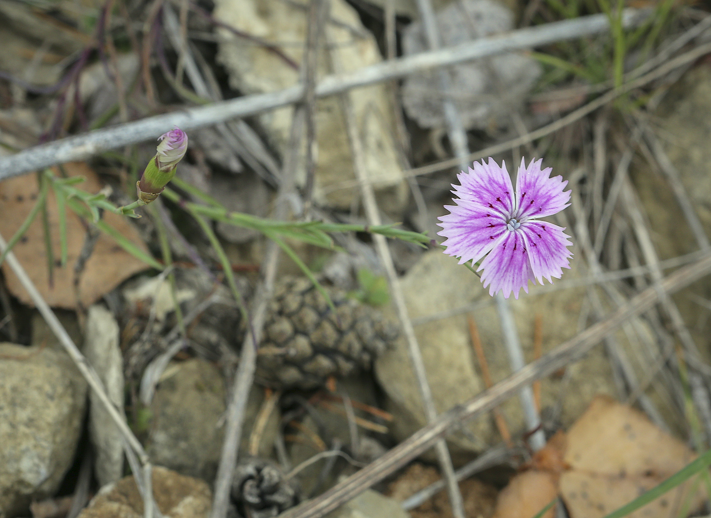 Изображение особи Dianthus versicolor.