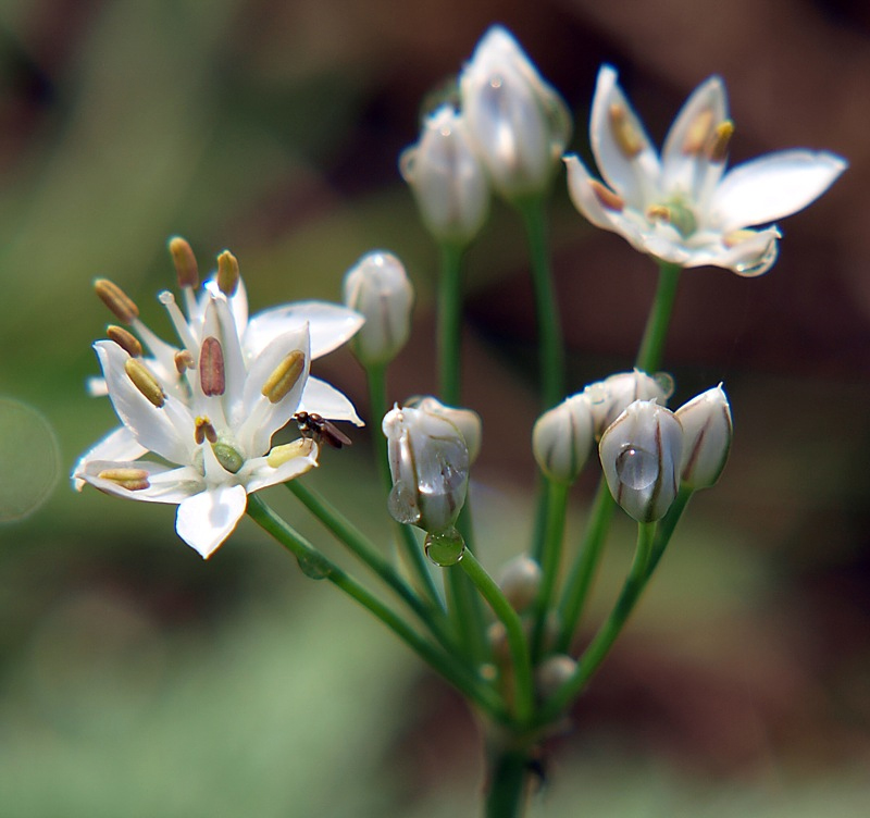 Image of Allium ramosum specimen.