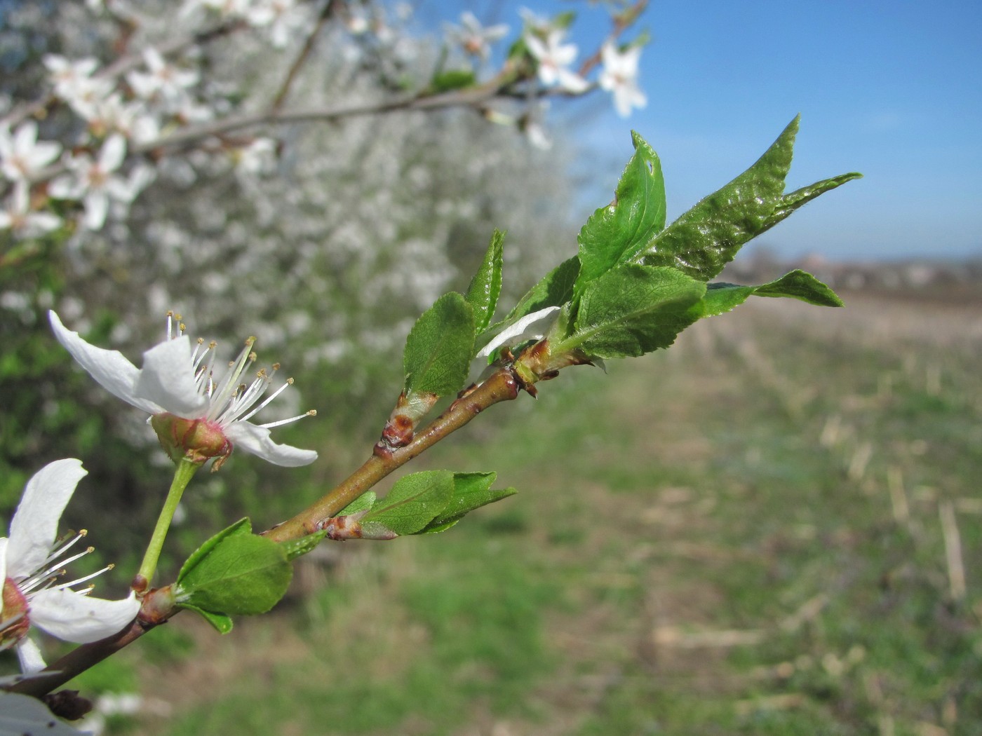 Image of Prunus cerasifera specimen.