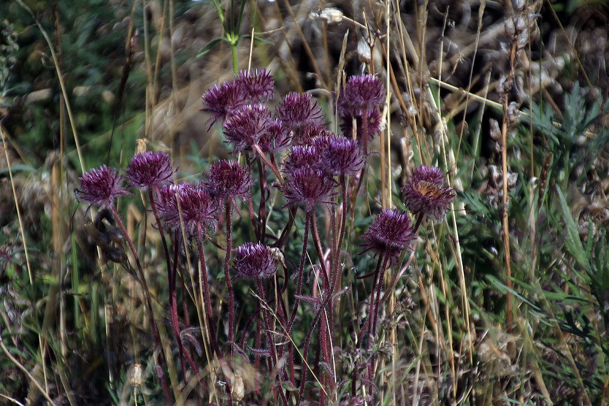 Image of Erigeron eriocephalus specimen.