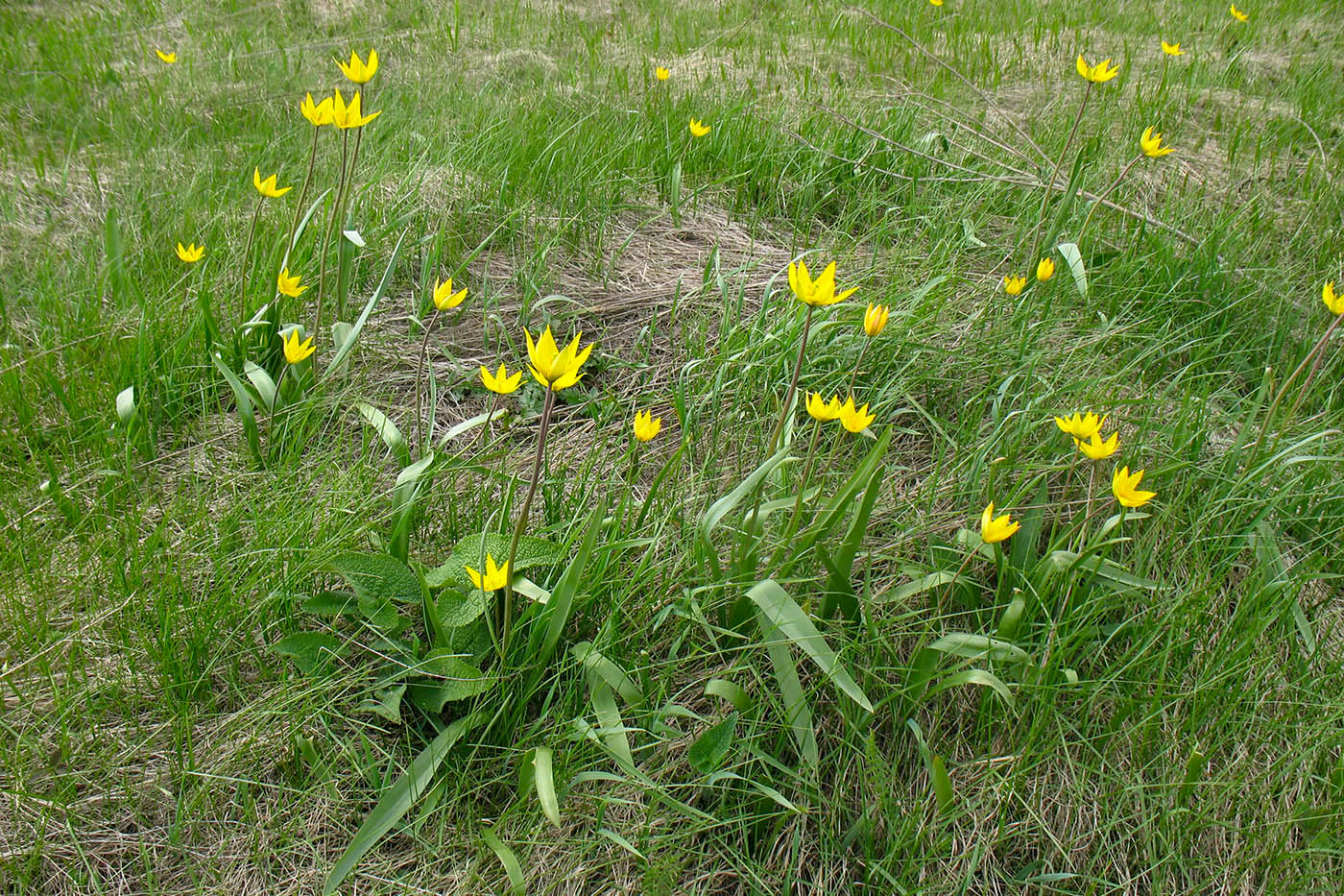 Изображение особи Tulipa biebersteiniana.