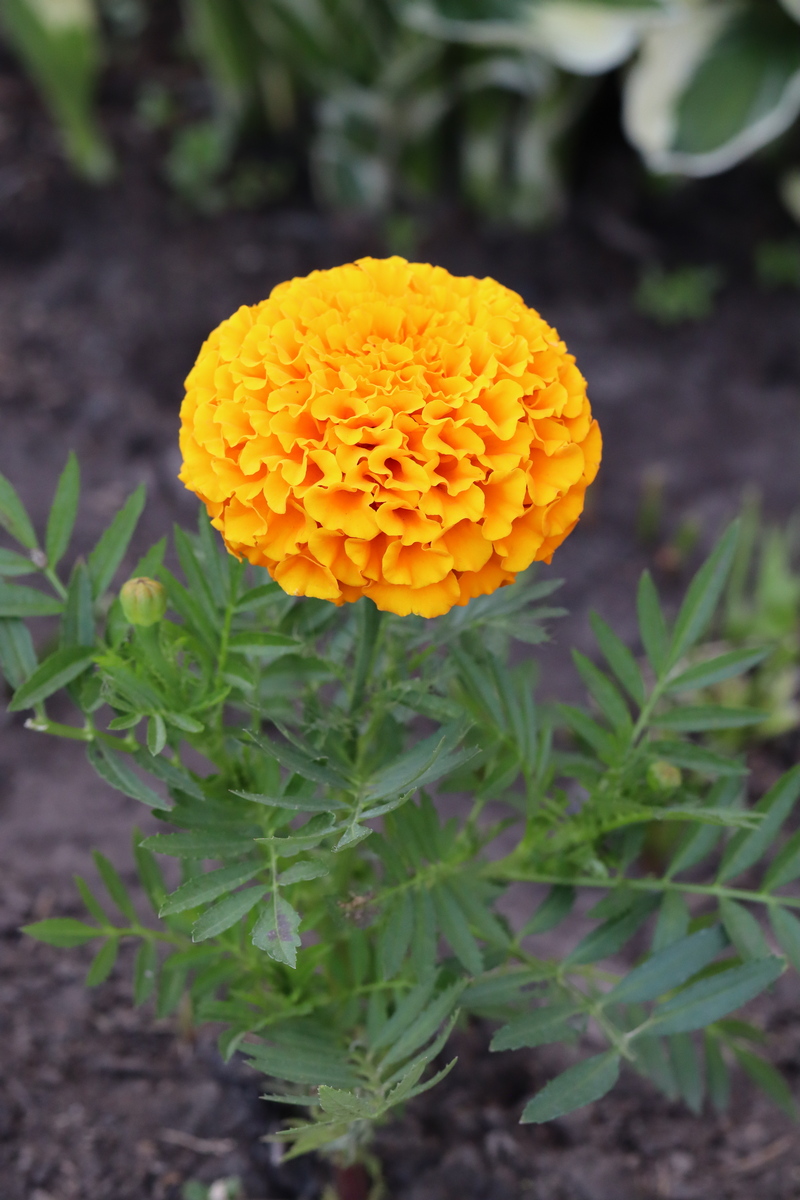 Image of Tagetes erecta specimen.