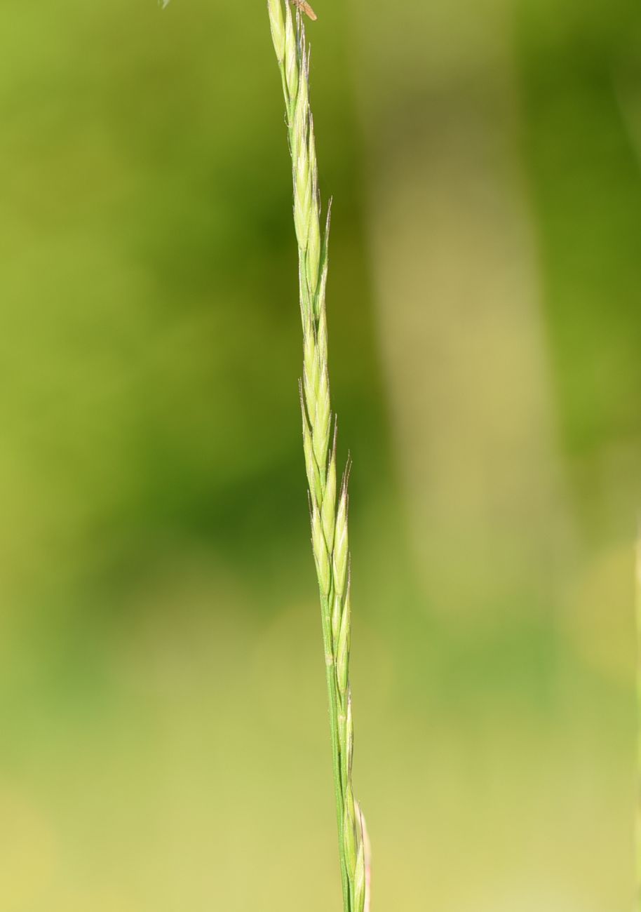 Image of familia Poaceae specimen.