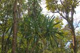 genus Pandanus. Вегетирующее растение. Мадагаскар, провинция Туамасина, регион Ацинанана, заповедник \"Пальмариум\". 13.10.2016.