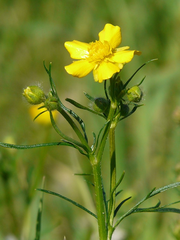 Image of Ranunculus polyanthemos specimen.