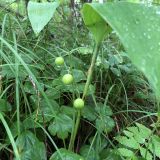 Convallaria keiskei