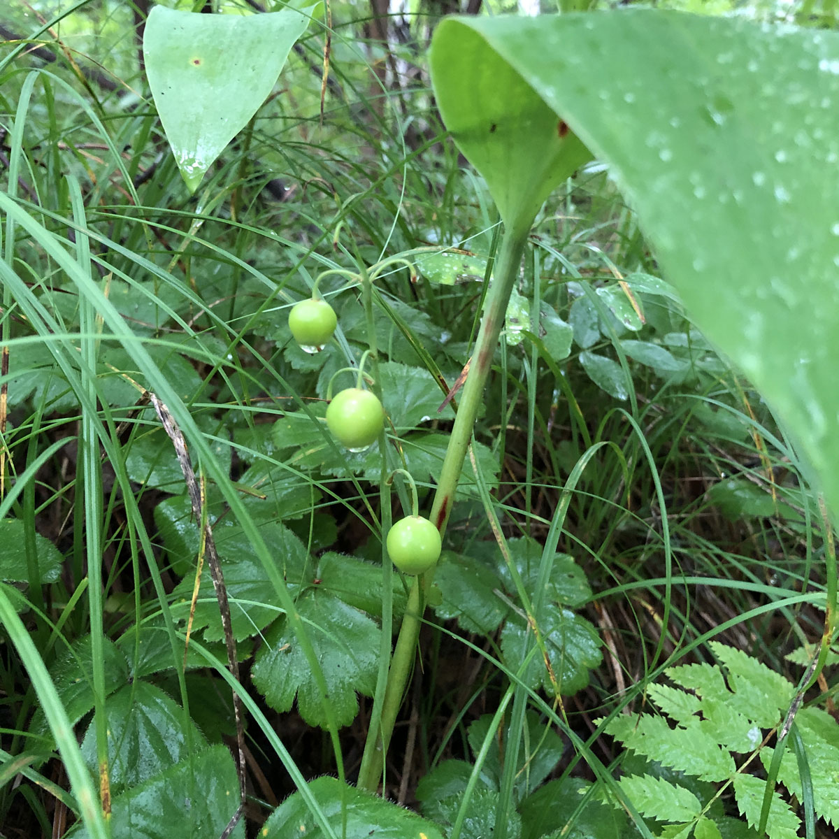 Image of Convallaria keiskei specimen.