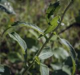 Inula salicina. Средняя часть побега. Пермский край, Оханский р-н, Тулумбаихинское сельское поселение, Кунчурихинский бор, побережье Воткинского водохранилища, берёзовая роща. 30.07.2022.