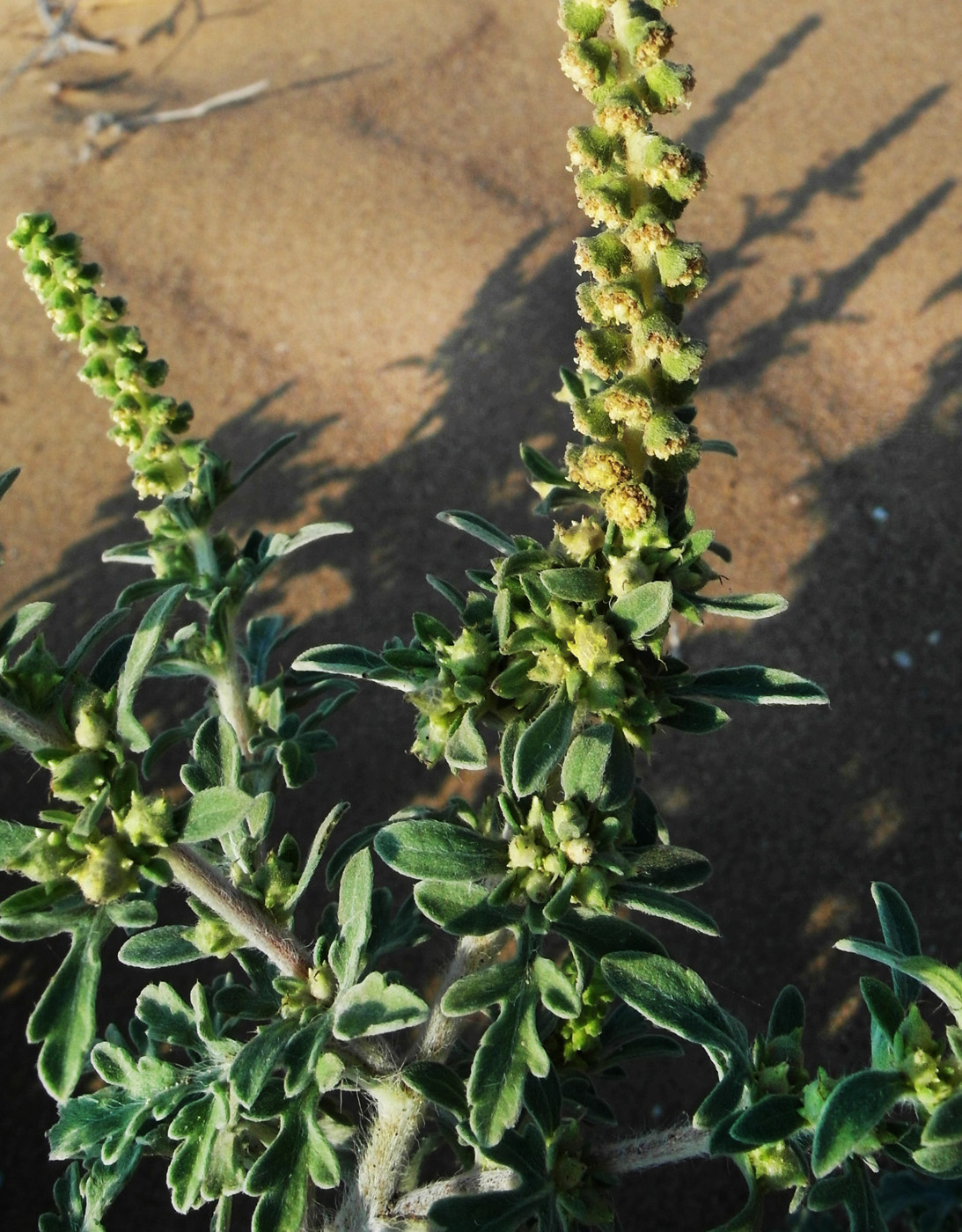 Image of Ambrosia maritima specimen.